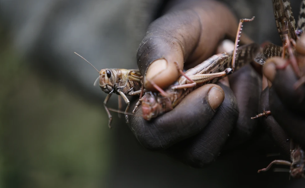Erratic weather fueled by climate change will worsen locust outbreaks, study finds